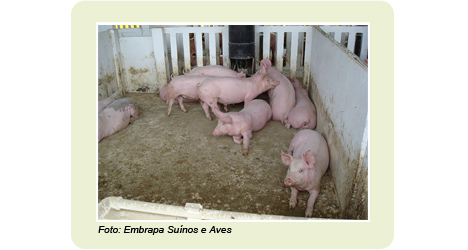 Um jeito diferente para criar porcos em pequenas propriedades