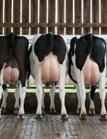 Planejamento genético aumenta lucro das fazendas leiteiras