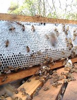 A produção de mel ajuda a melhorar a renda do agricultor