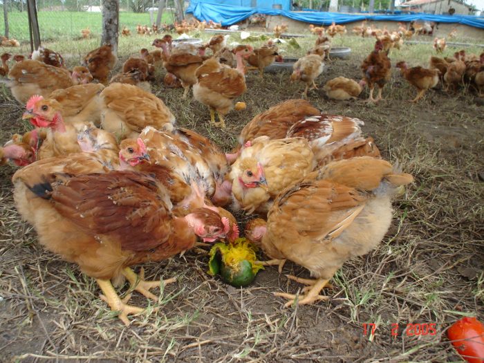 O uso de alimentos alternativos para garantir as características das galinhas caipiras