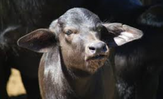 Cuidados que o produtor deve ter para criar bezerros de búfalos leiteiros