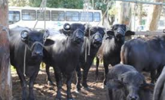 A importância do rebanho bubalino no Brasil