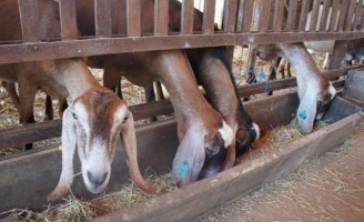 Como melhorar geneticamente o rebanho de caprinos e ovinos na propriedade