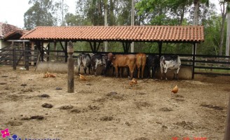 Brasil registra uma redução no número de vacas nas fazendas