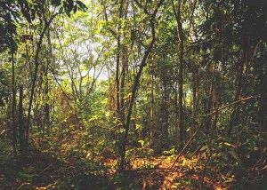 floresta secundária 1