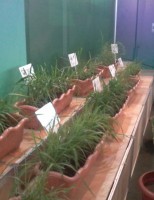 Um projeto vai indicar ao produtor rural a forrageira certa para ser plantada na fazenda