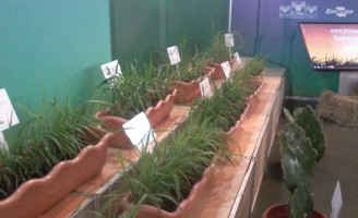 Um projeto vai indicar ao produtor rural a forrageira certa para ser plantada na fazenda