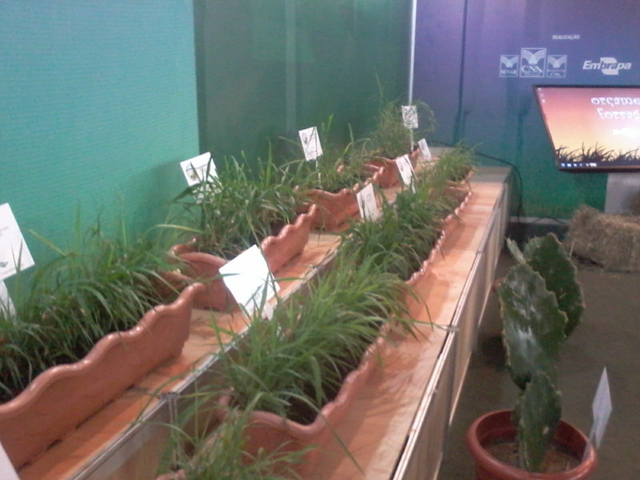 Um projeto vai indicar ao produtor rural a forrageira certa para ser plantada na fazenda