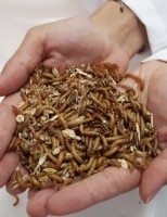 Produtor já pode alimentar a criação de peixes e aves com insetos