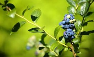 Uma fruta com características para retardar o envelhecimento humano