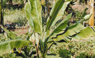 Recomendações para combater o ataque de plantas daninhas nas plantações de bananas