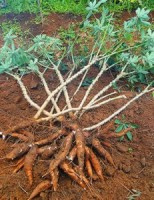 O produtor rural pode aproveitar os ramos e folhas da mandioca para alimentar o gado