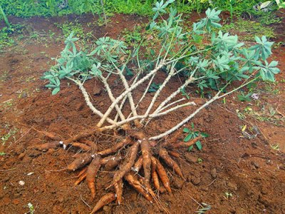 O produtor rural pode aproveitar os ramos e folhas da mandioca para alimentar o gado