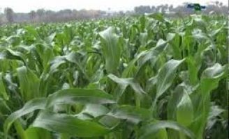 Já é possível usar um tipo de sorgo para corte e para pastejo