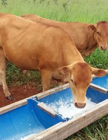 A importância da suplementação mineral para a saúde e engorda do gado