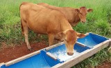 Problemas e previsões para a pecuária brasileira e um setor da Indústria de suplementos minerais quem vem crescendo muito
