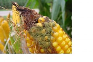 Milho com aflatoxina