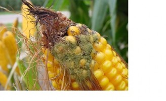 Milho contaminado é proibido de ser vendido para qualquer parte do Brasil