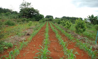 Tecnologia orienta agricultor a produzir lavouras em consórcio com fruteiras do cerrado