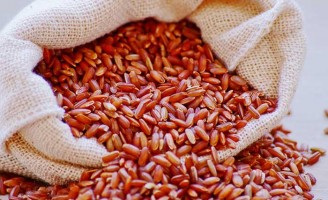 Uma cultivar de arroz própria para cultivo em vários estados do nordeste