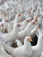 Balanço de outubro apresenta um pequeno aquecimento nas exportações de carne de frango