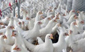 Balanço de outubro apresenta um pequeno aquecimento nas exportações de carne de frango