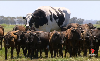 Um boi gigante chama atenção dos internautas de todo o mundo