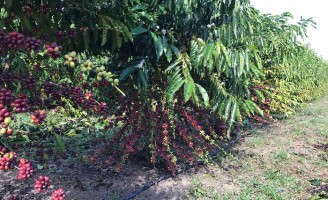 A liderança mundial do Brasil na produção de café