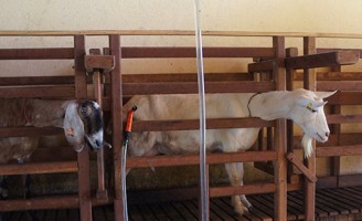 Aplicação indiscriminada de antibióticos provoca resistência das bactérias que causam mastite em caprinos
