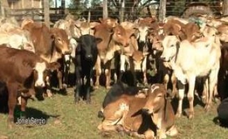 Controle de higiene nas fazendas e usinas reduzem riscos de surtos de mosca-dos-estábulos