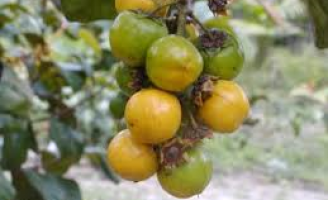 Um incentivo ao mercado de frutas exóticas