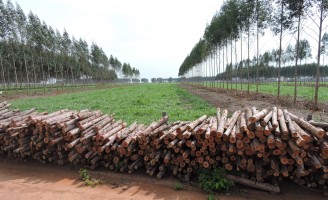 Plantar florestas para produção de lenha e aumentar a renda do agricultor