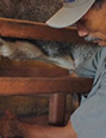 Recomendações para diminuir os avanças da mastite caprina