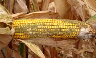Como o agricultor pode se prevenir contra a contaminação do milho pela aflatoxina