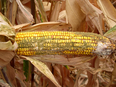 Como o agricultor pode se prevenir contra a contaminação do milho pela aflatoxina