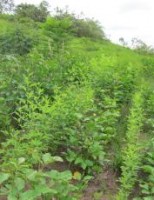 Orientações para o agricultor recuperar as florestas e salvas o meio ambiente