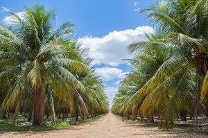 Coco - fazenda em Petrolina