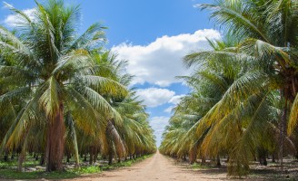 Uma fazenda modelo no Programa de Agricultura Sustentável em Petrolina