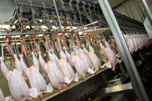 Frango exportação 1