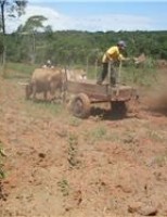 Cama de galinha usada como adubo pode ser responsável pela proliferação da mosca dos estábulos em Pernambuco