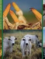 A importância do mercado internacional para os produtos do agro brasileiro