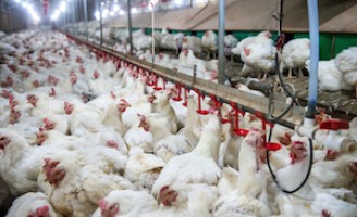 Balanço identifica queda na produção de aves e de suínos este ano no Brasil