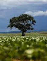 Vantagens para o agronegócio registram juros menores e facilidade na contratação de novas operações