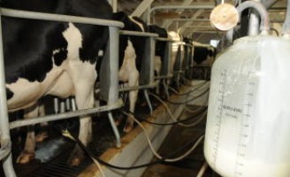 Mudam as regras para produção de leite aos fornecedores das indústrias credenciadas pelo governo