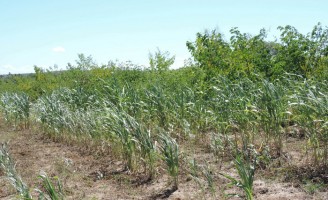 Caatinga nordestina ganha sobrevida e agricultor pode aumentar renda