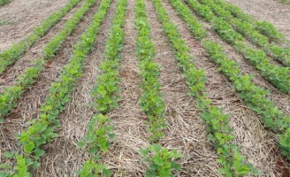 O agronegócio brasileiro deve crescer no ano que vem