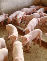 Ministério muda as instruções para a inspeção sanitária de suínos