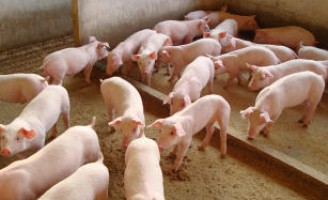Ministério muda as instruções para a inspeção sanitária de suínos