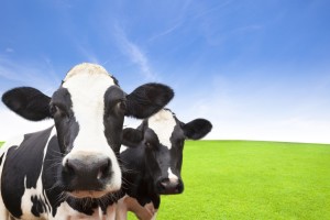 vacas leiteiras - transição