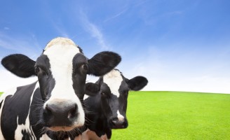 Produtor de leite deve ter toda atenção no período de transição das vacas